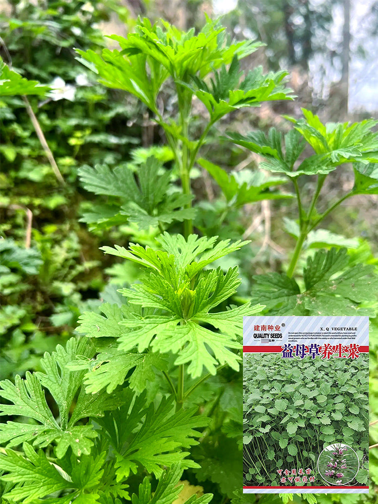 Chinese Motherwort