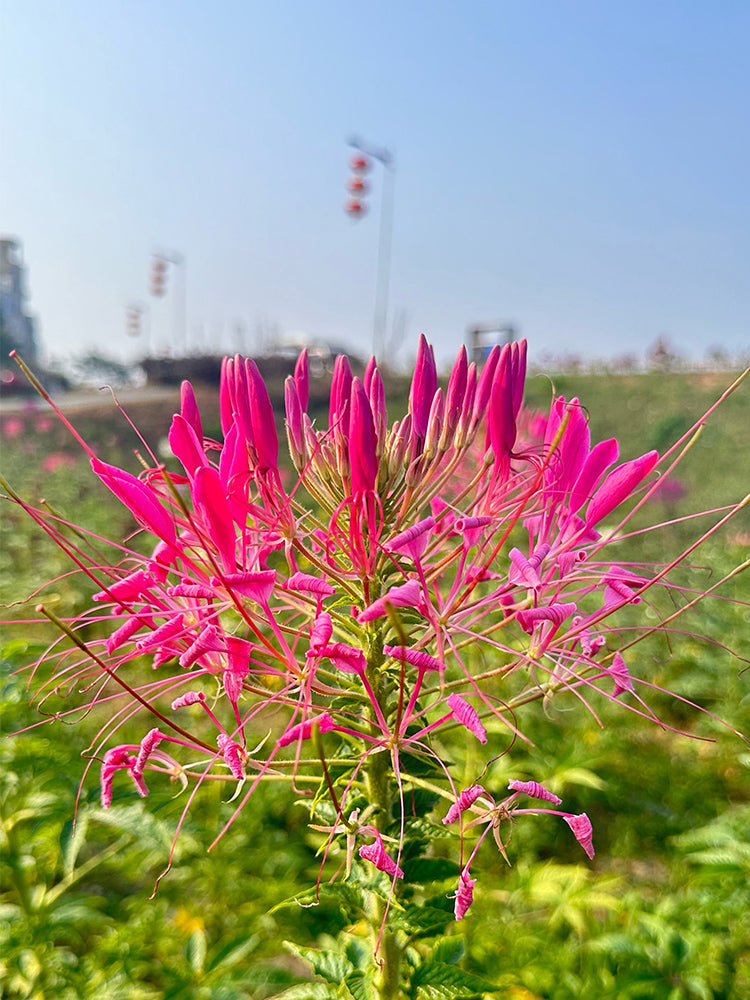 Rose Red Spider Flowers (Cleome houtteana)
