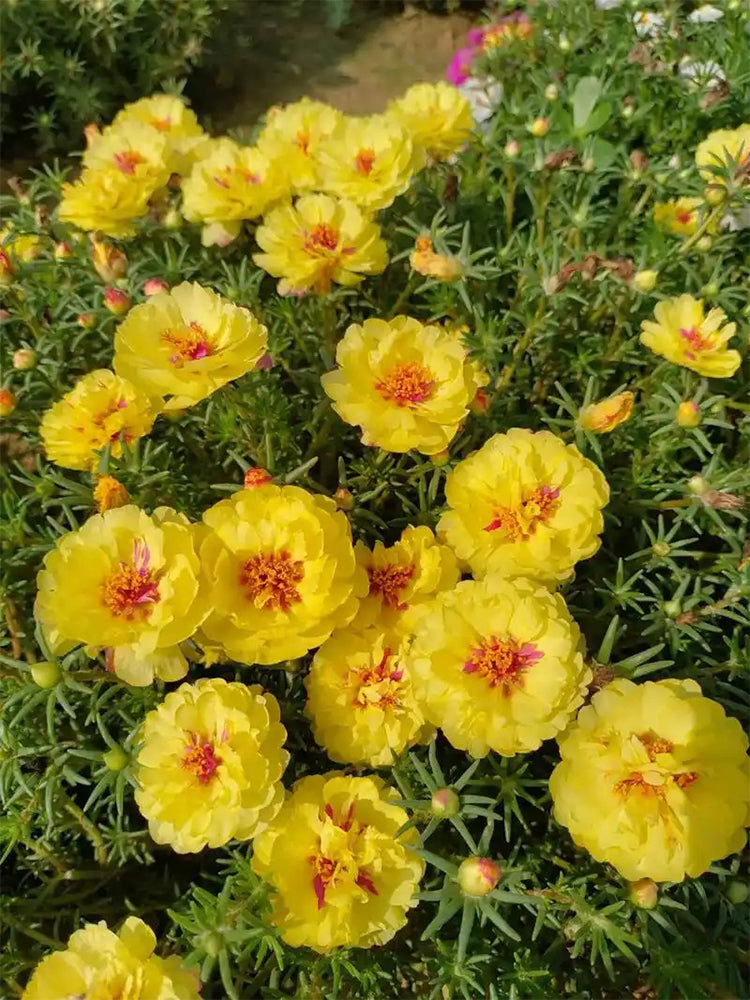 Hezhichun Yellow Moss-Rose Purslane