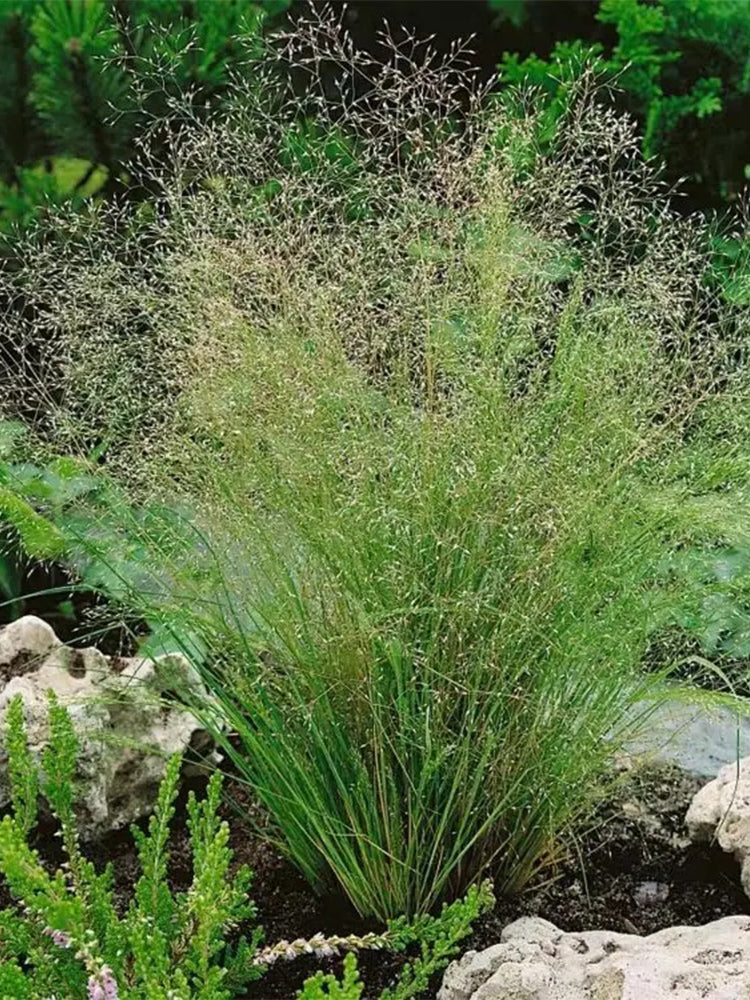 Cloud Grass (Agrostis nebulosa)