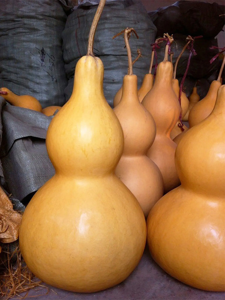 Hezhichun Giant Bottle Gourd