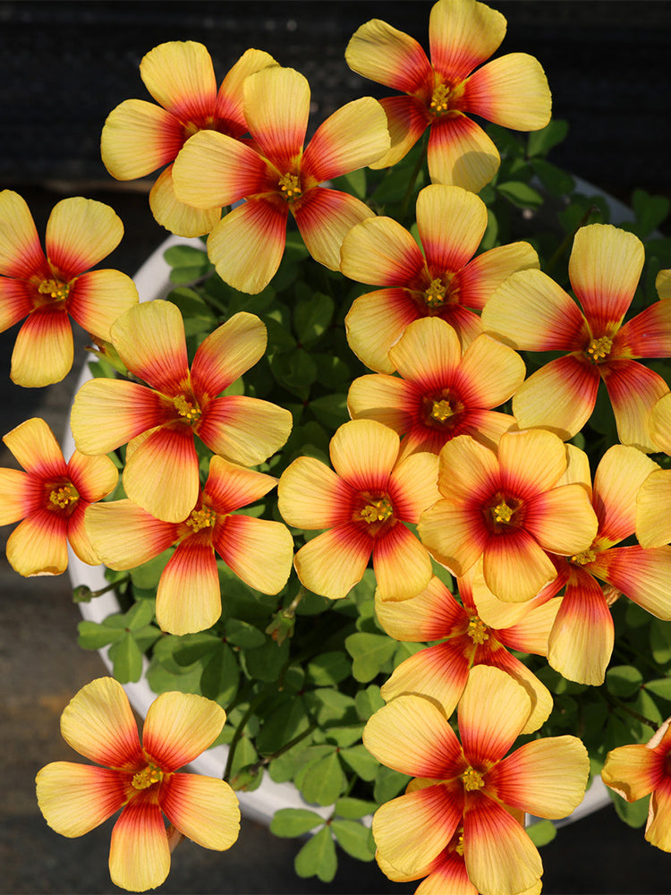 Oxalis 'Desert Heart'