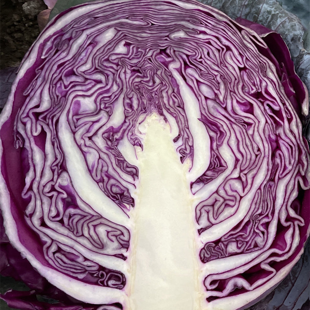 W957 Purple Wind Red Cabbage