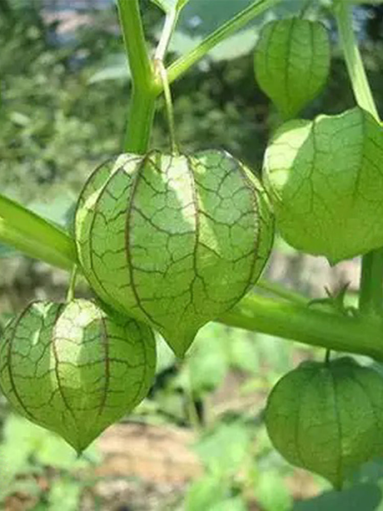 Groundcherry (Physalis pubescens)