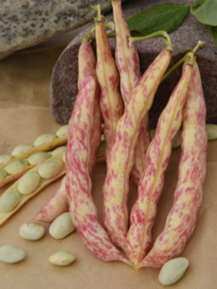 Red Golden Hook Kidney Beans