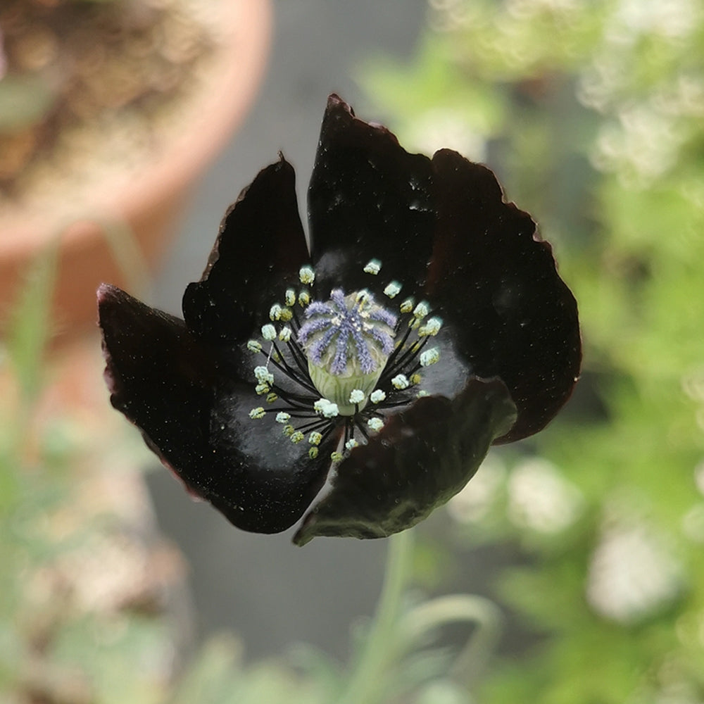 50 Seeds of Corn Poppy ‘Black Magic’
