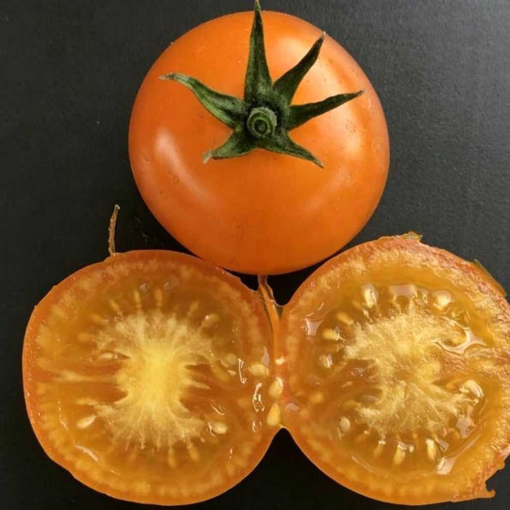 574 Dutch Yellow-Fruited Tomato