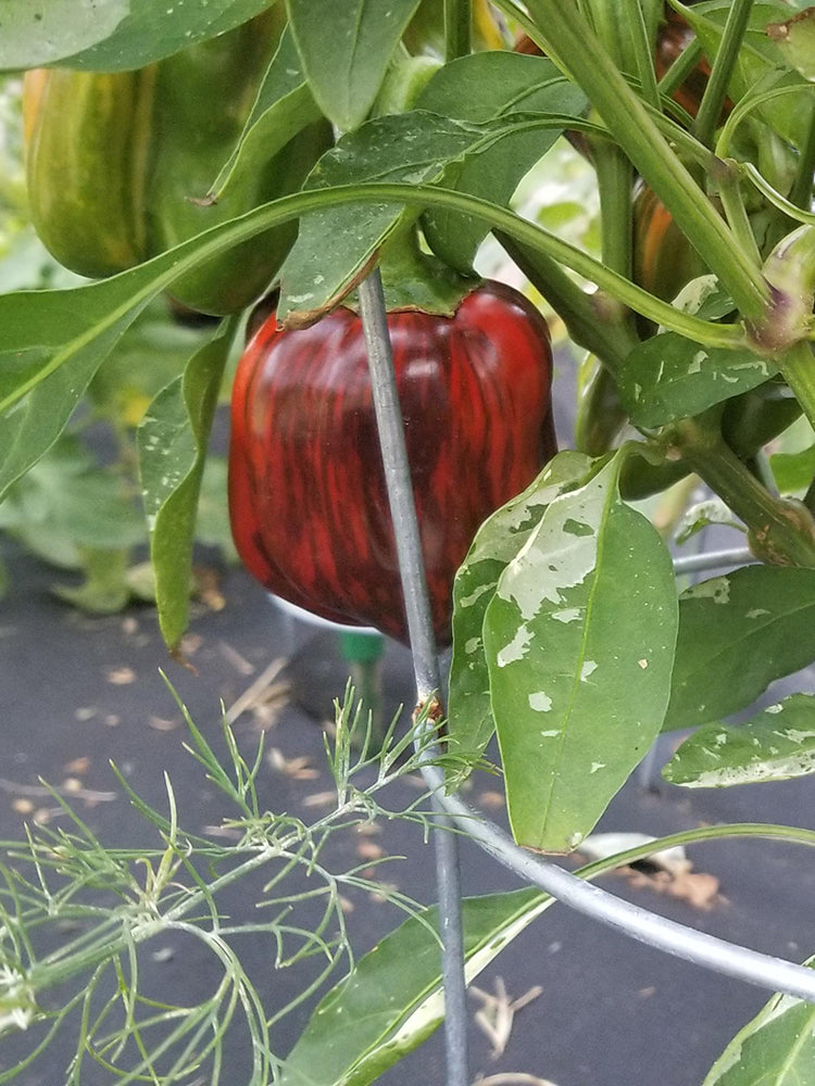 'Candy' Sweet Pepper