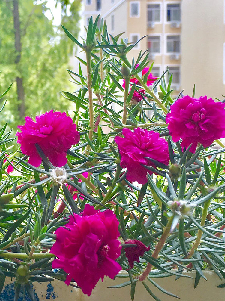 Hezhichun Rose-red Portulaca