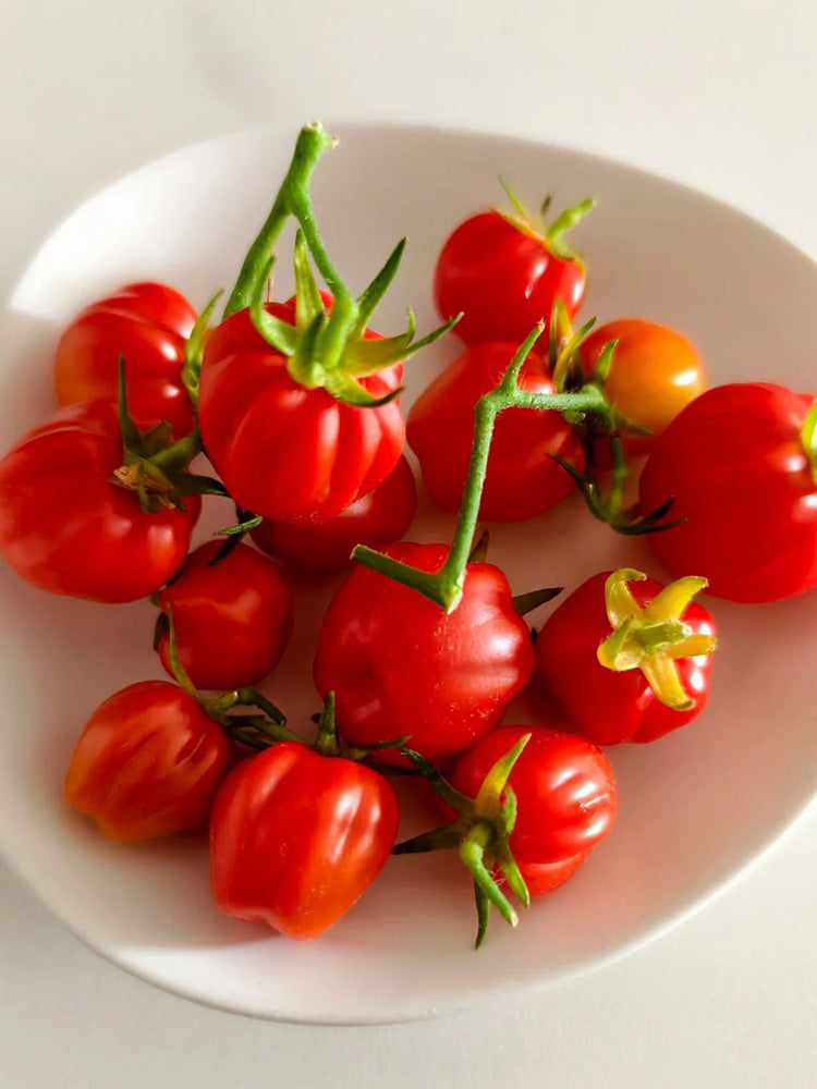Accordion Cherry Tomato