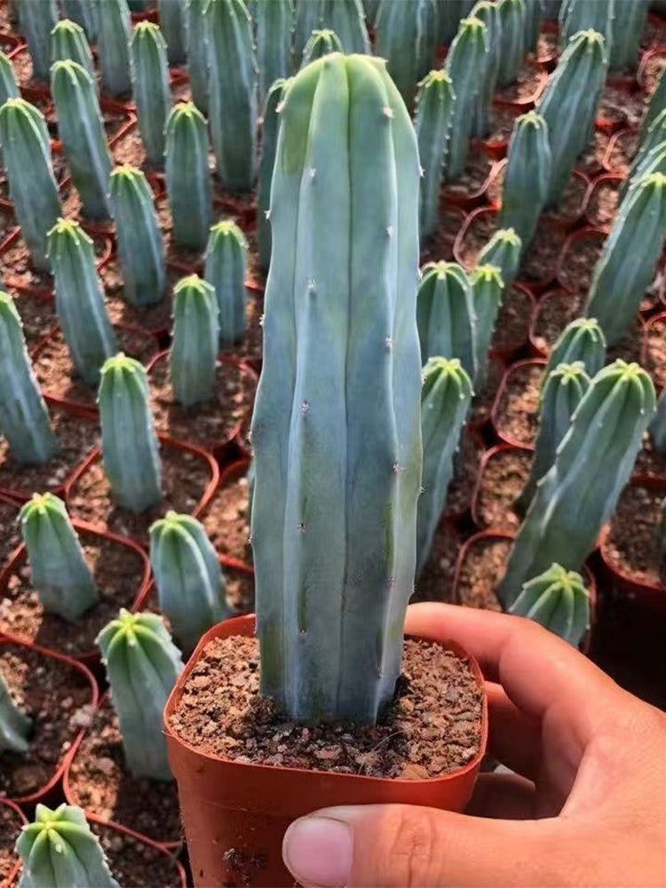 Myrtillocactus geometrizans