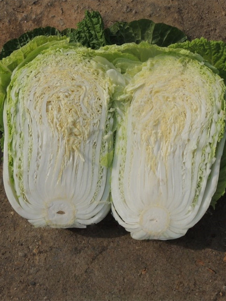 'Qiuguan 70' Chinese Cabbage