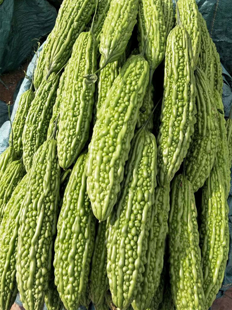 'Saibi' Green Bitter Gourd