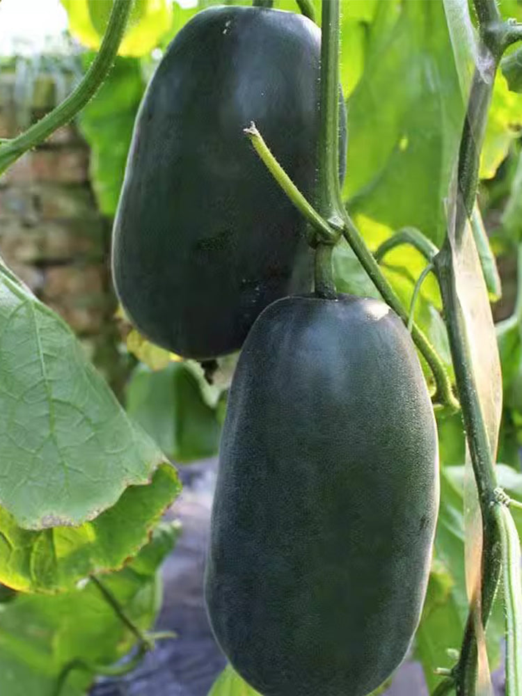 Flying No.8' Sweet Melon Hybrid F1
