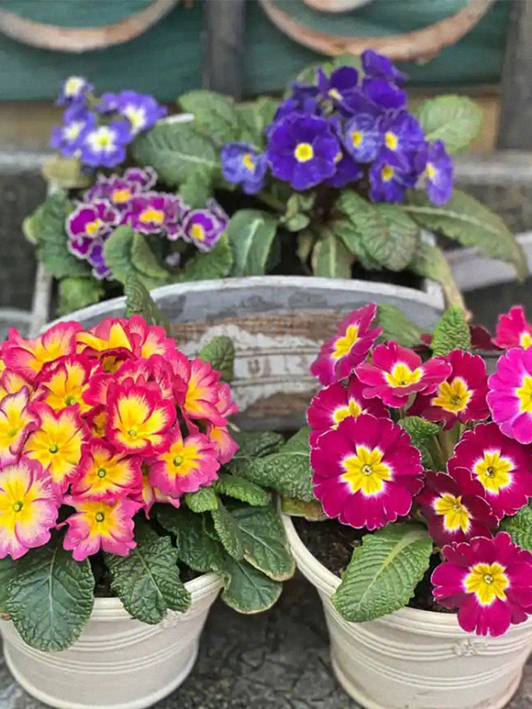 English Primrose (Primula vulgaris)