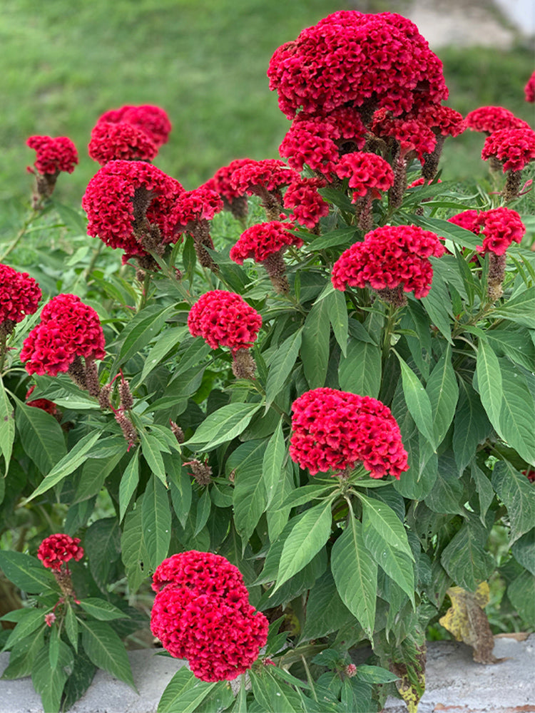 Hezhichun Red Cockscomb