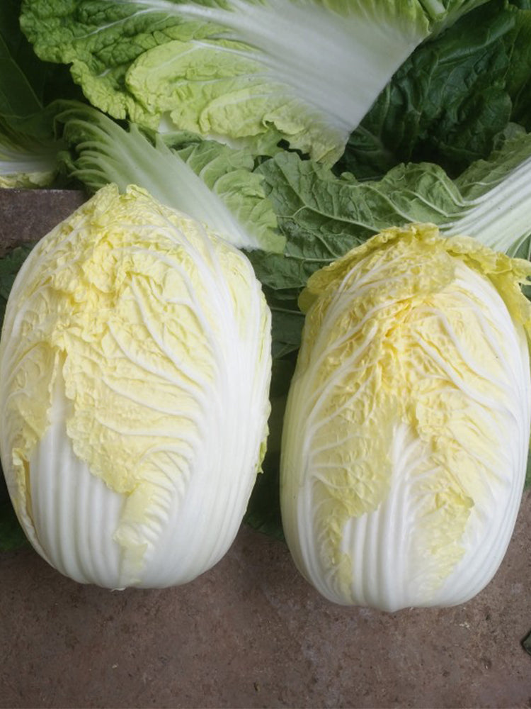 Huanai Baby Pak Choy