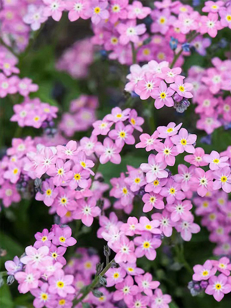 Pink Alpine forget-me-not (Myosotis alpestris)