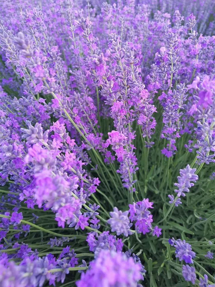 Hezhichun Lavender