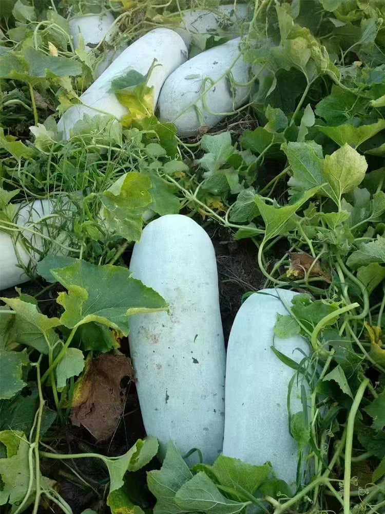Fenbailong Wax Gourds