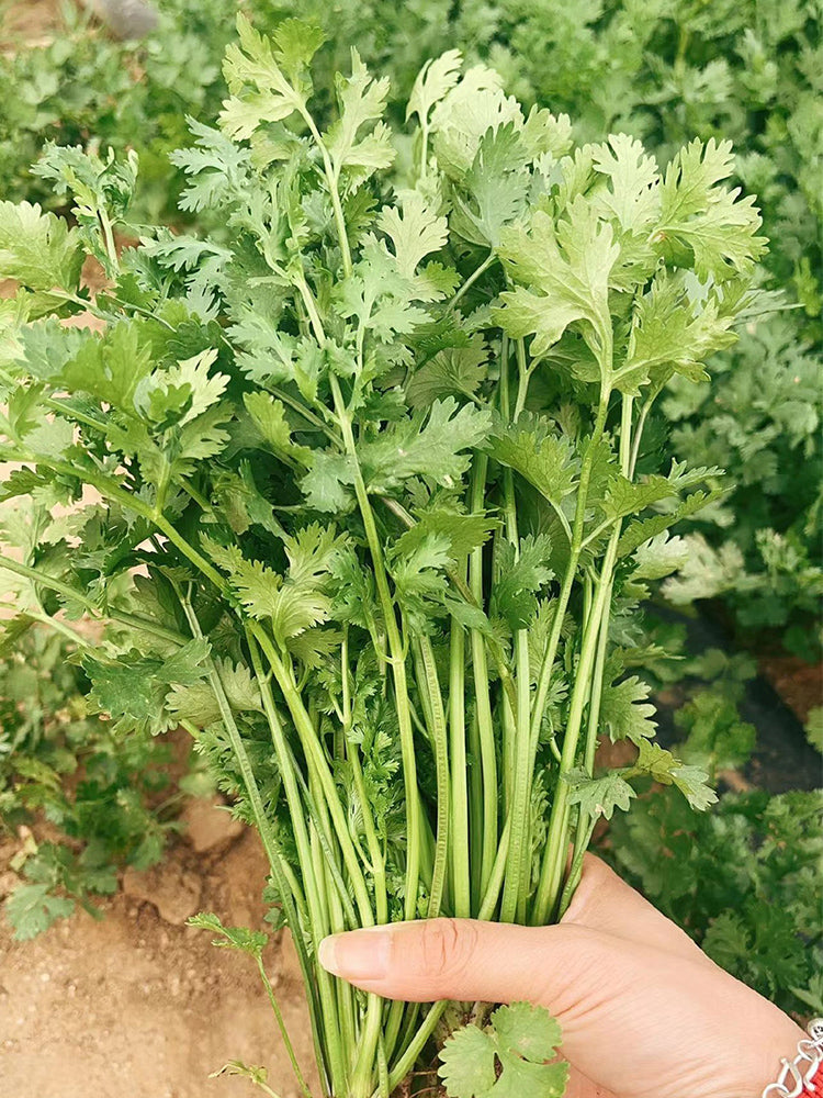 Evergreen Iron Stem Cilantro
