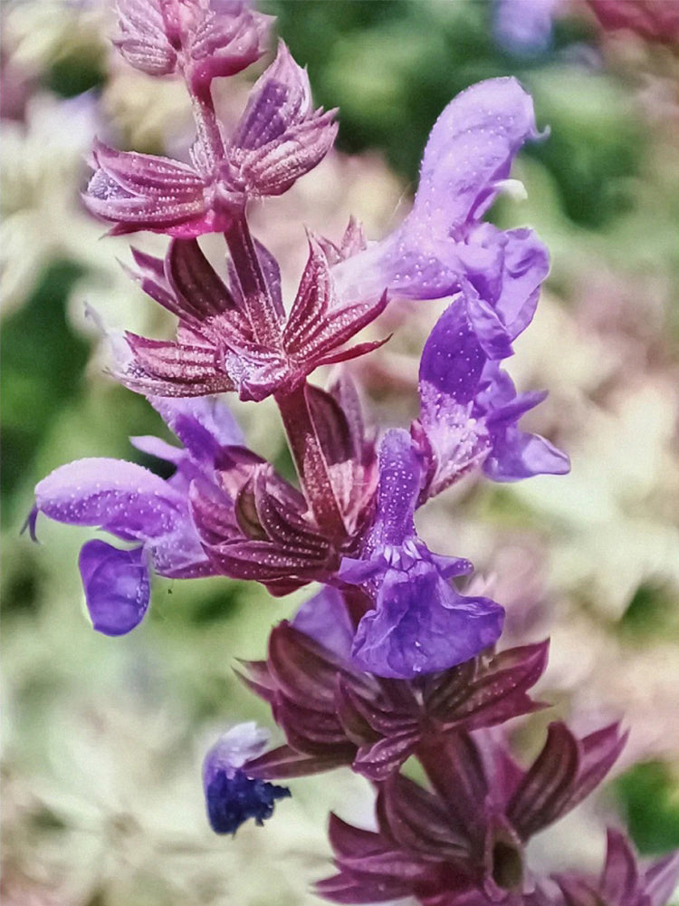 Purple Salvia (Salvia japonica Thunb.)