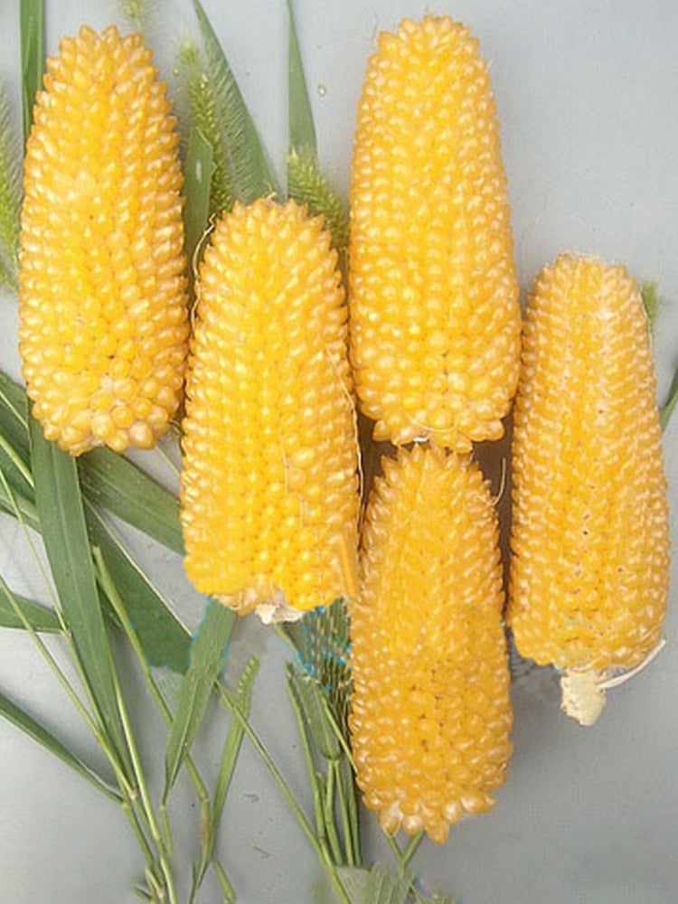 Mini 'Strawberry' Yellow Corn