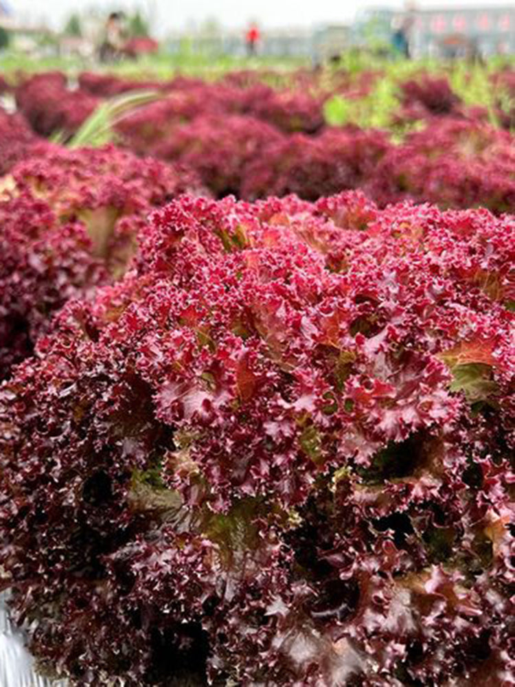 Purple Rosa Lettuce