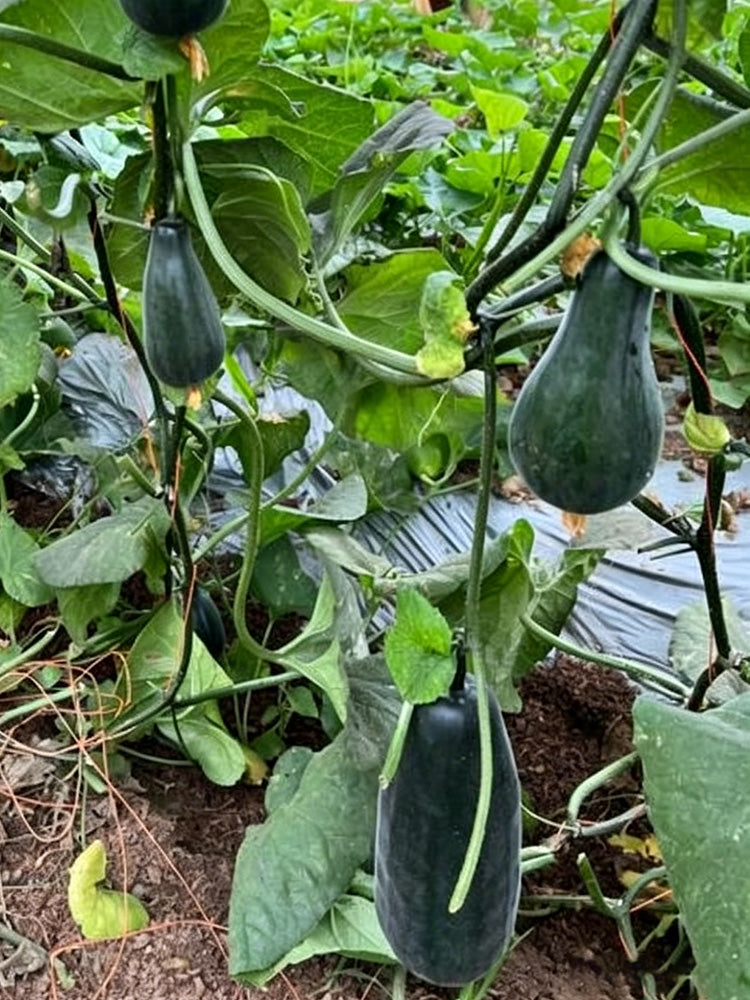 Little Darling Melon