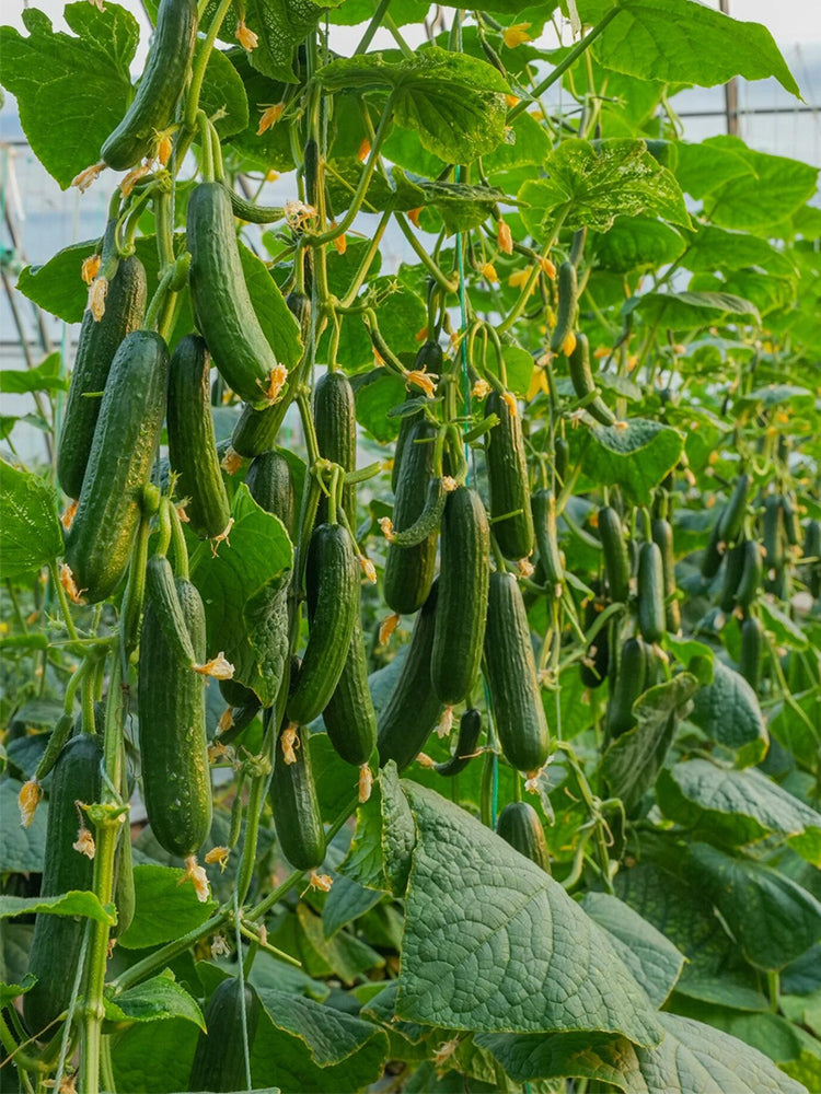 'Flavor Supreme' Fruit Cucumbers