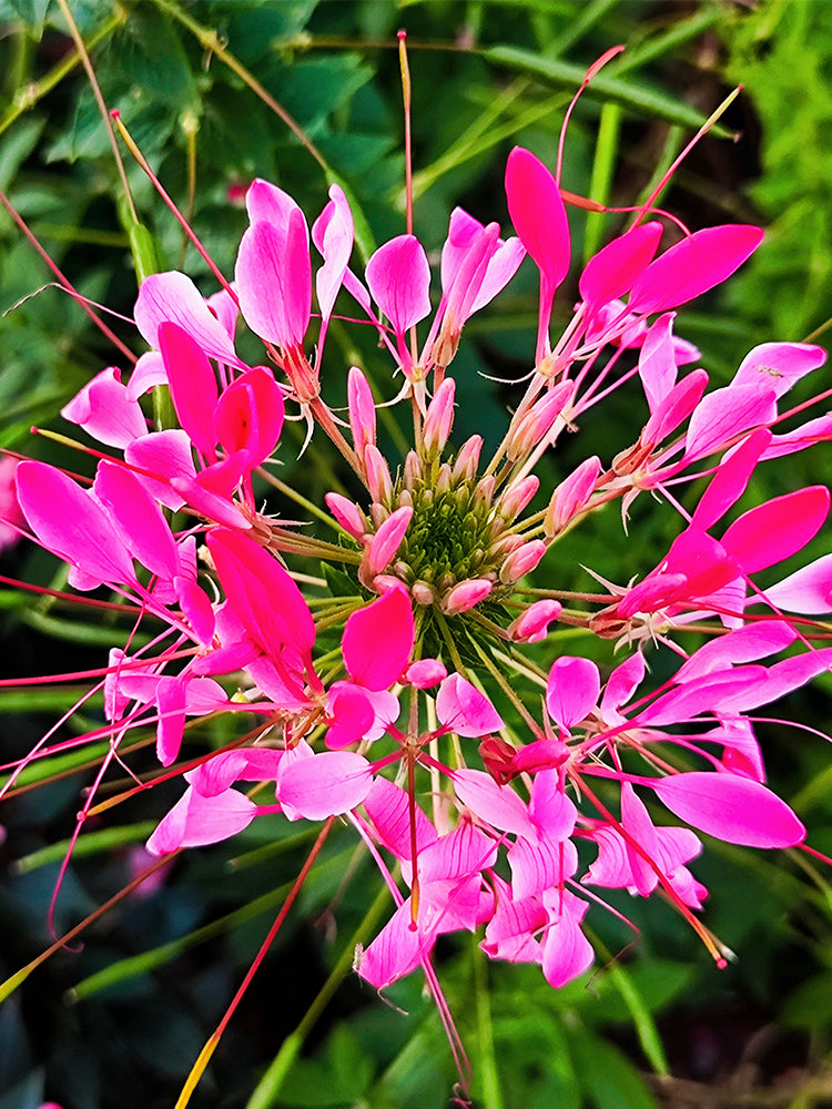 Rose Red Spider Flowers (Cleome houtteana)