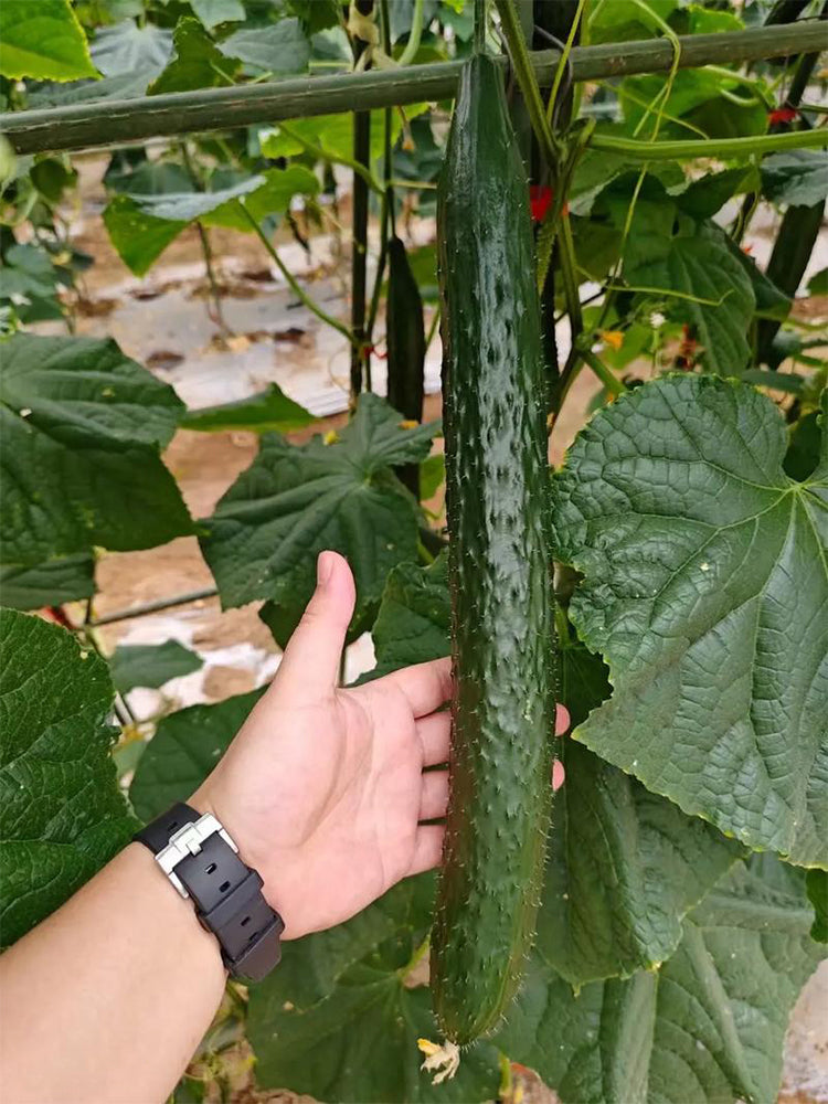 'New No. 4' Gynoecious Cucumber