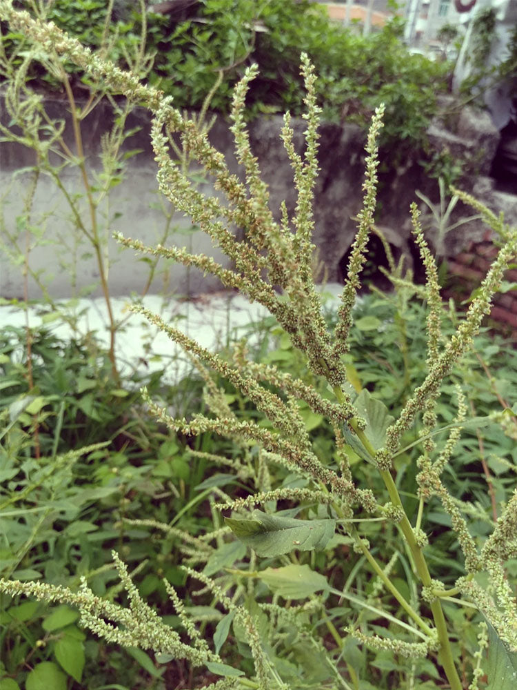 Spiny Amaranth (Amaranthus spinosus)