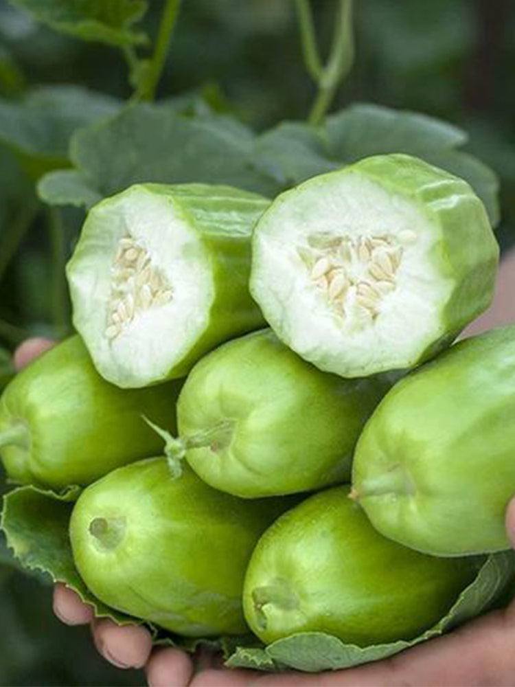 Yellow River' Chinese Vegetable Melons