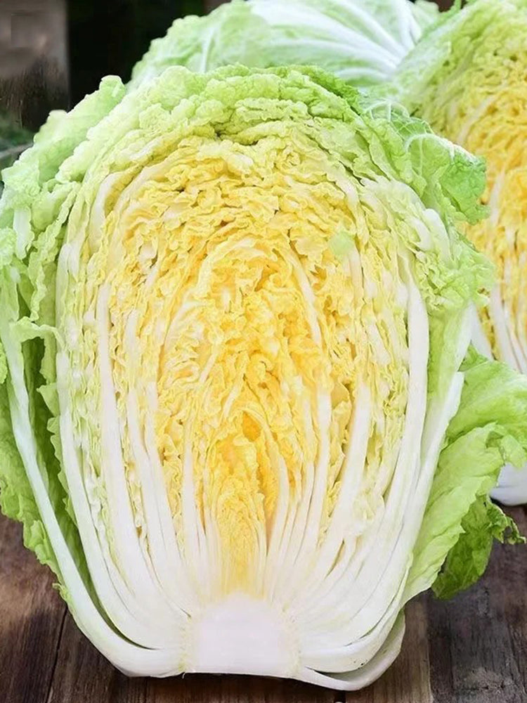 Golden Phoenix Chinese Cabbage