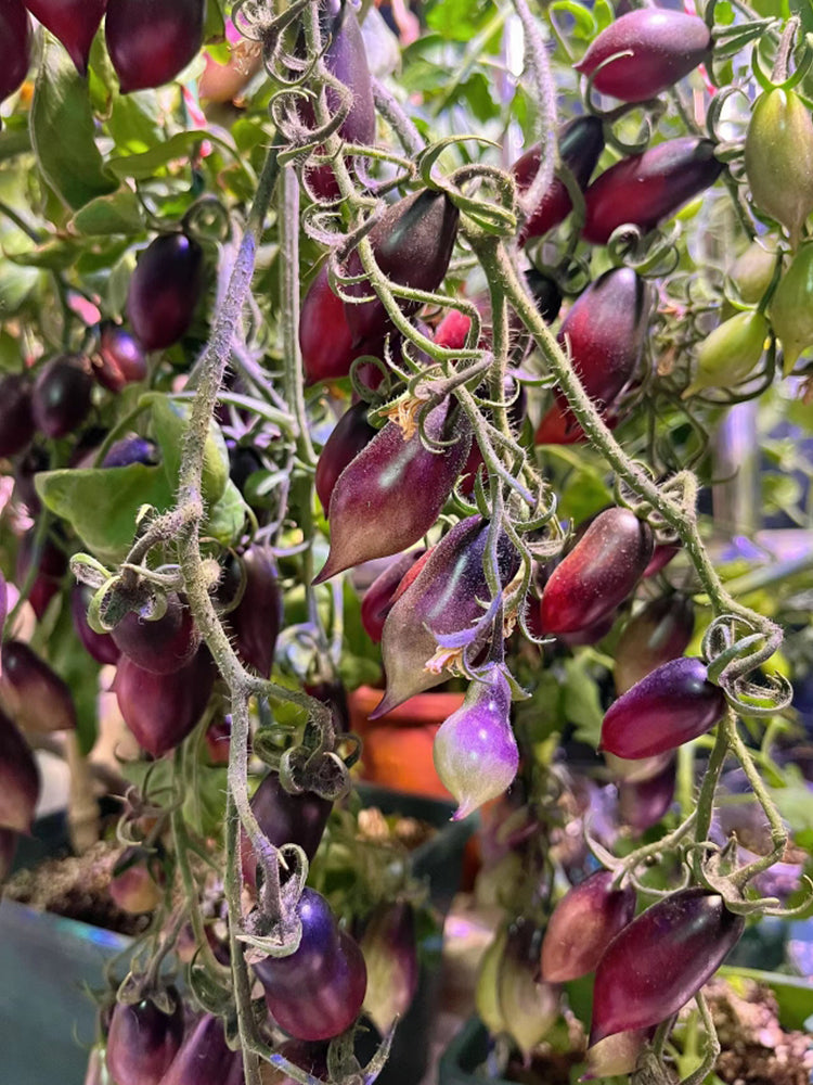 'Opal Kumquat' Tomato