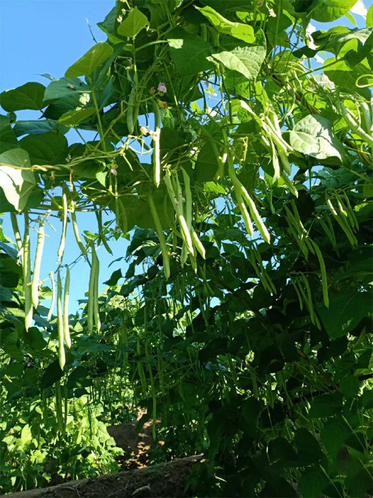 Huajun No.5 Snap Beans