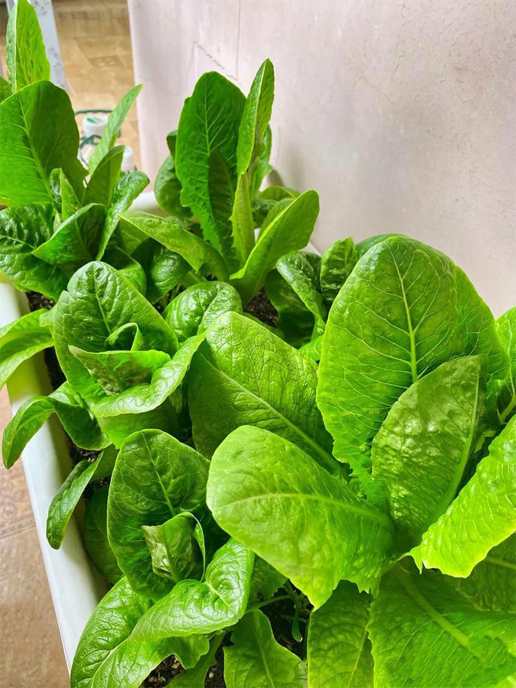 Green Peacock Lettuce