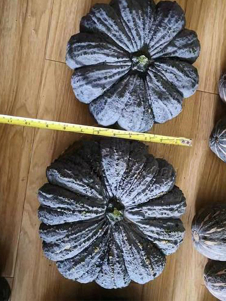 Honey Black No.2 Pumpkin