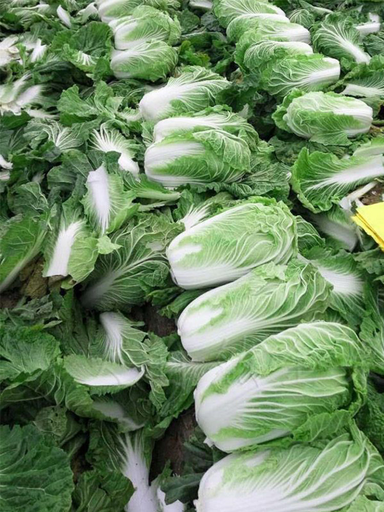 Fengkang 70 Chinese Cabbage