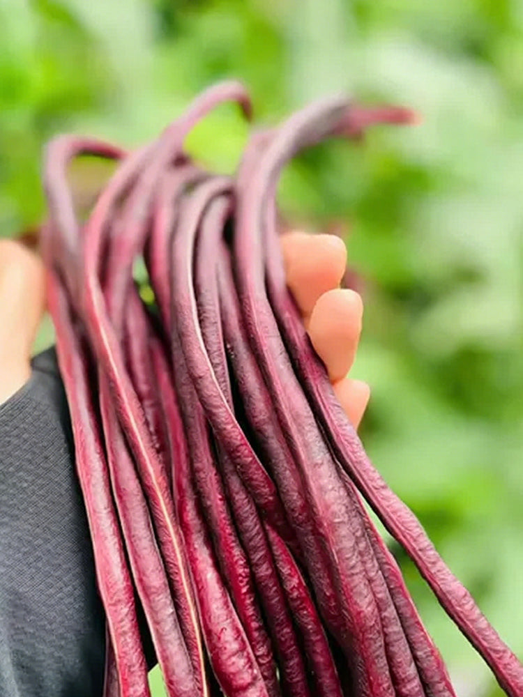 Chunqiu Red Cowpea