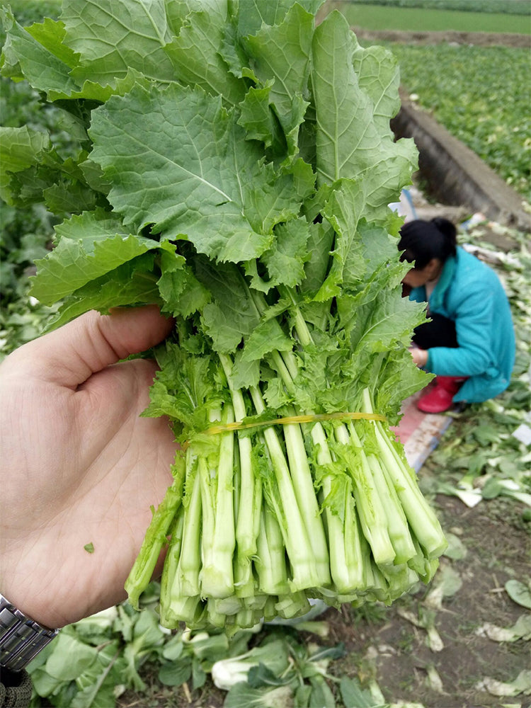 Lvyou No.10 Youcaitai (Chinese Flowering Cabbage)