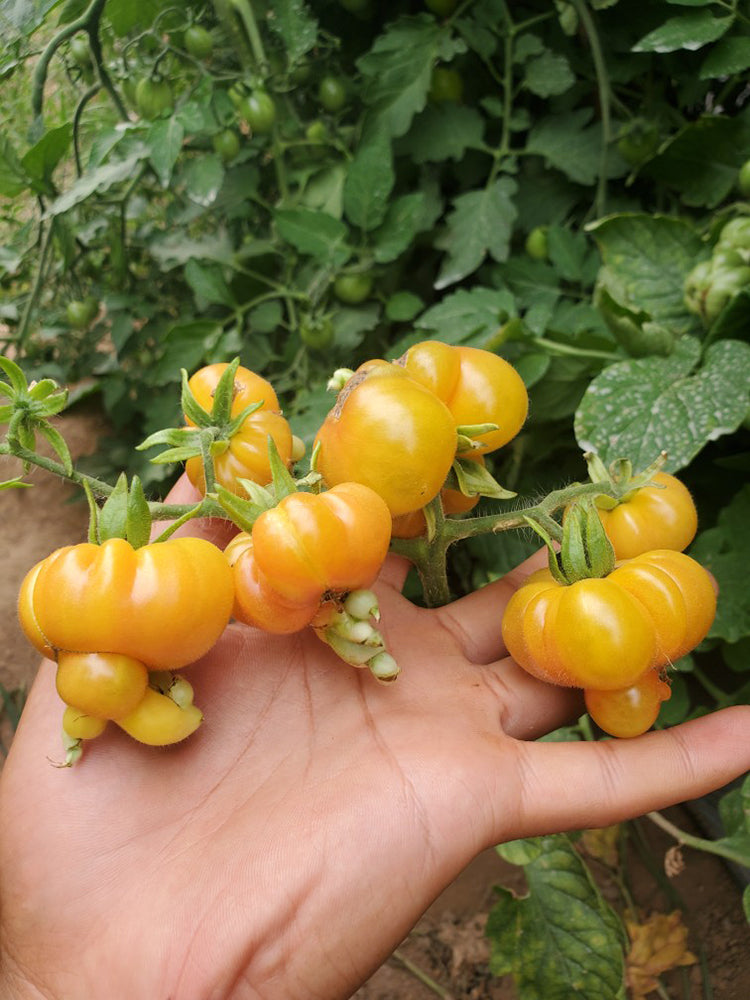 Dean's Chickie Cherry Tomato