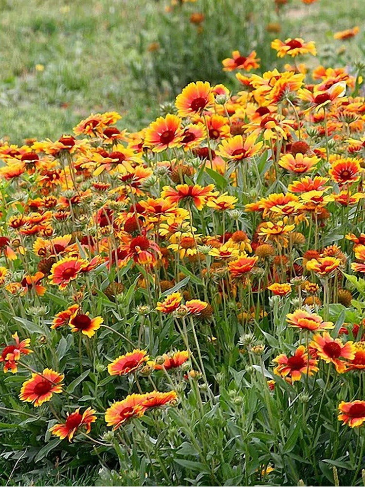 Blanket Flower (Gaillardia aristata)