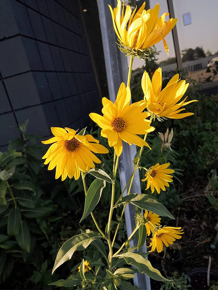 Maximilian Prairie Sunflower