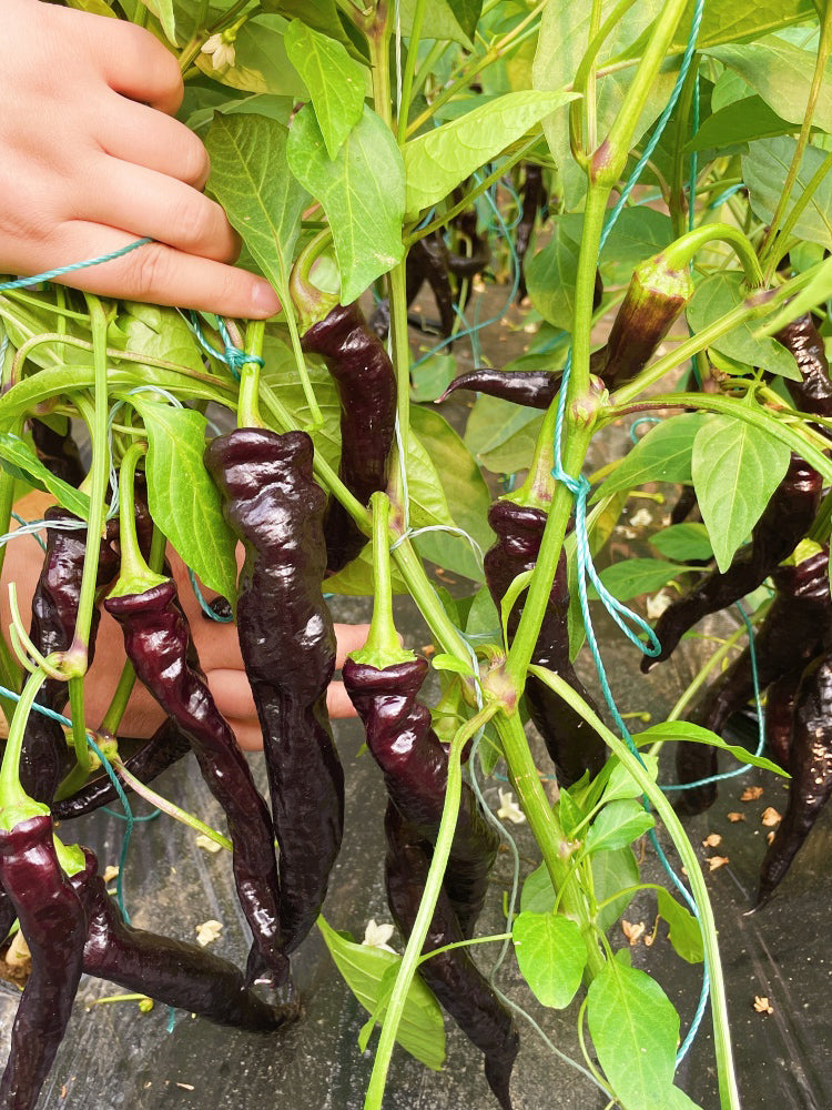 Zilongjiao No.1 Chilis