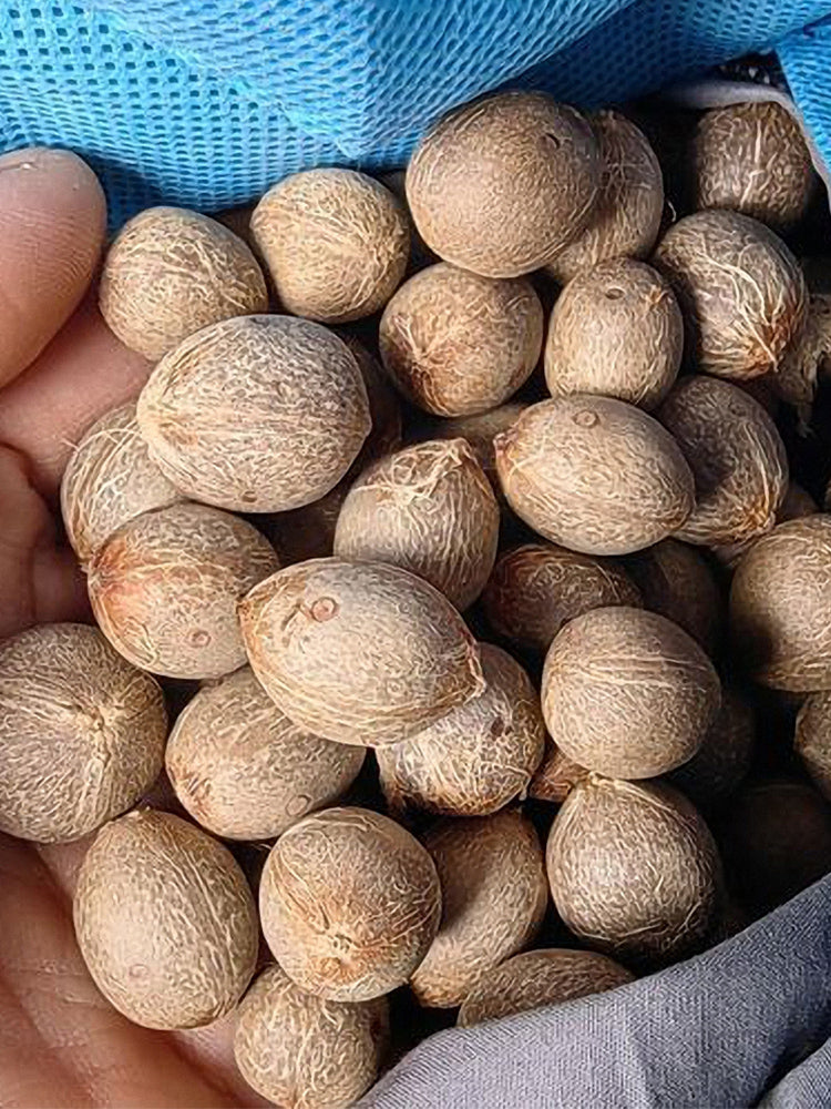 Jelly Palm (Butia odorata)