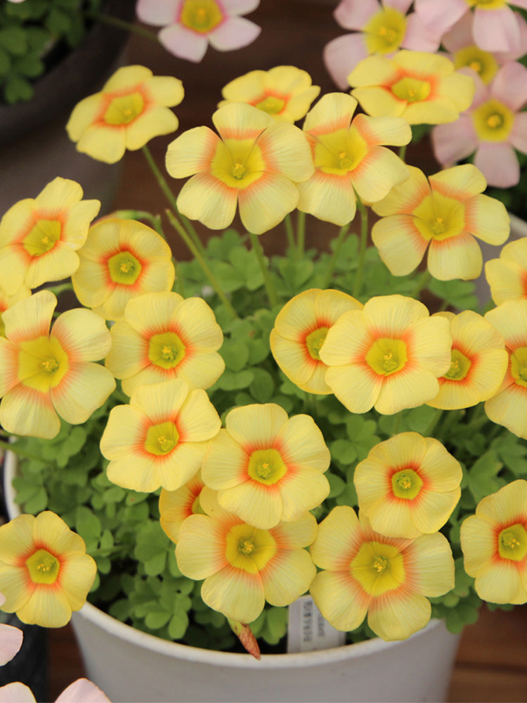 Oxalis obtusa Series Bulb - 'Elizabeth'