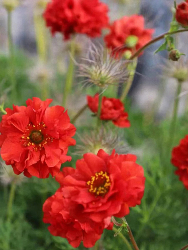 Crimson Ocean Avens (Geum coccineum)