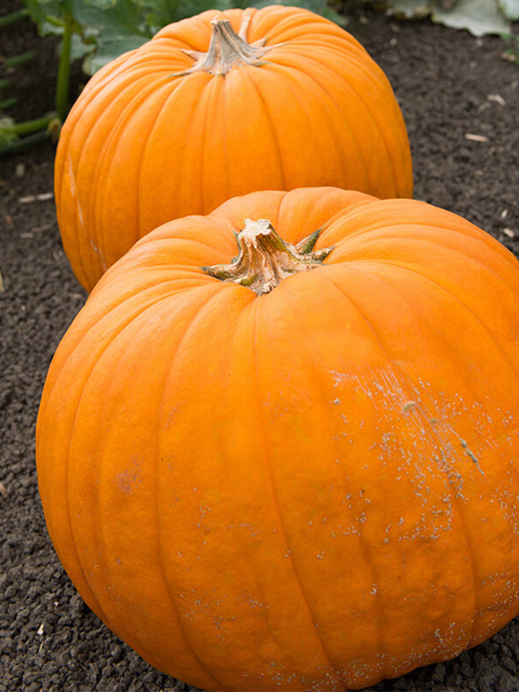 Giant Pumpkins